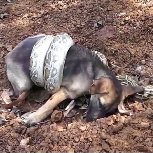 Behind the dogs in the pictures below are touching stories that brought me to tears, I think when you see it you will too…26