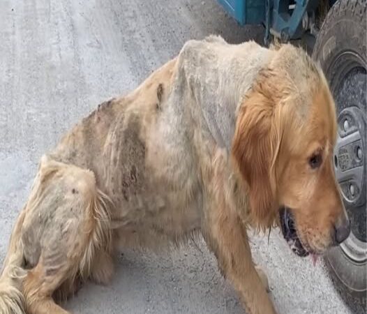 Behind the dogs in the pictures below are touching stories that brought me to tears, I think when you see it you will too…9