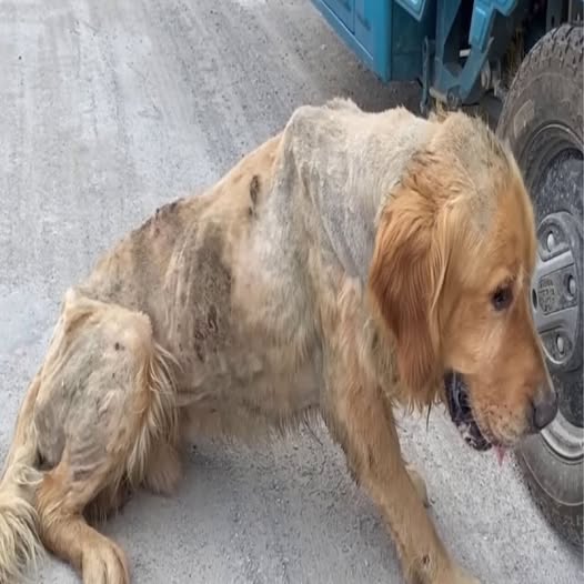 Behind the dogs in the pictures below are touching stories that brought me to tears, I think when you see it you will too…9