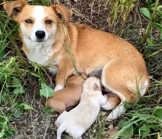 Behind the dogs in the pictures below are touching stories that brought me to tears, I think when you see it you will too…8