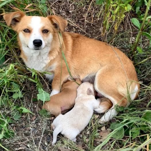Behind the dogs in the pictures below are touching stories that brought me to tears, I think when you see it you will too…8
