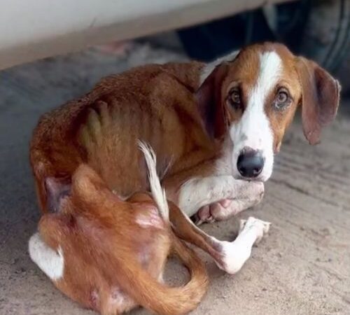 Behind the dogs in the pictures below are touching stories that brought me to tears, I think when you see it you will too..d
