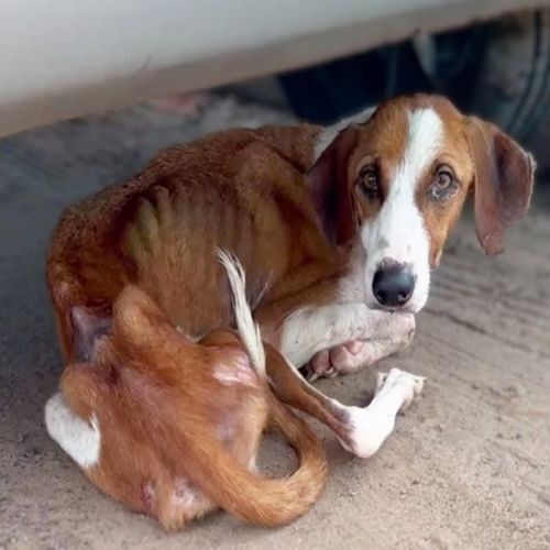 Behind the dogs in the pictures below are touching stories that brought me to tears, I think when you see it you will too..d
