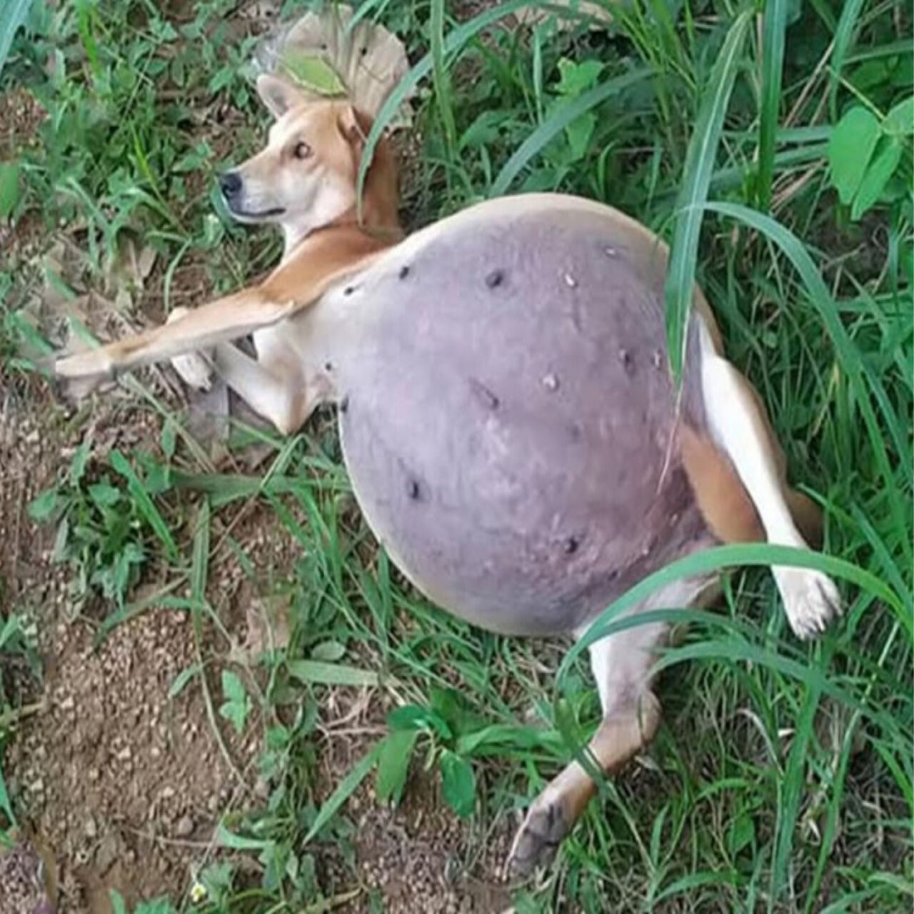 Prepare to Cry: The Stories Behind These Dogs Are Unforgettable