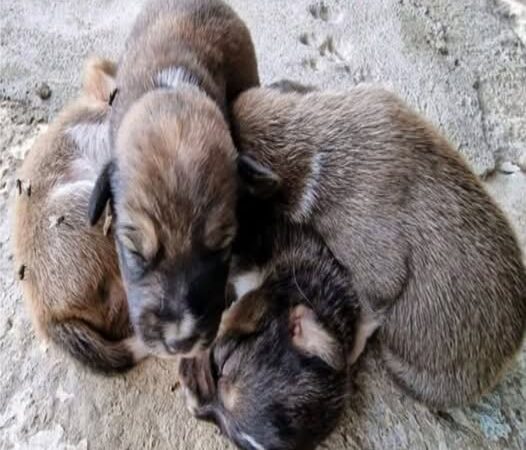 Behind the dogs in the pictures below are touching stories that brought me to tears, I think when you see it you will too..b