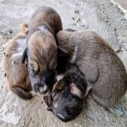 Behind the dogs in the pictures below are touching stories that brought me to tears, I think when you see it you will too..b