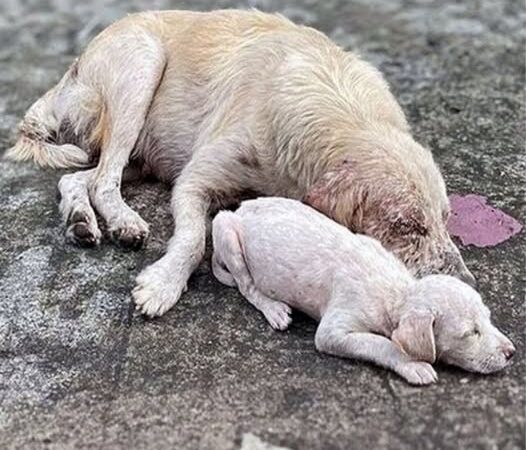 Behind the dogs in the pictures below are touching stories that brought me to tears, I think when you see it you will too..3