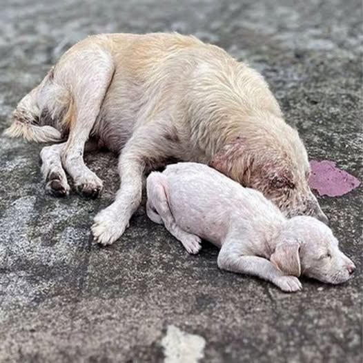 Behind the dogs in the pictures below are touching stories that brought me to tears, I think when you see it you will too..3