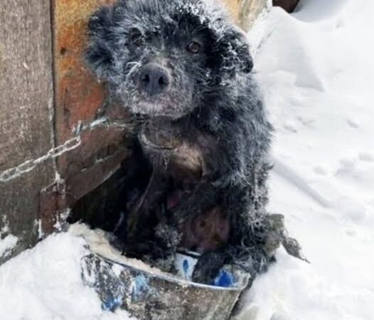 Behind the dogs in the pictures below are touching stories that brought me to tears, I think when you see it you will too…6