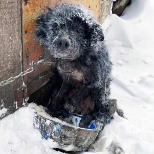 Behind the dogs in the pictures below are touching stories that brought me to tears, I think when you see it you will too…6