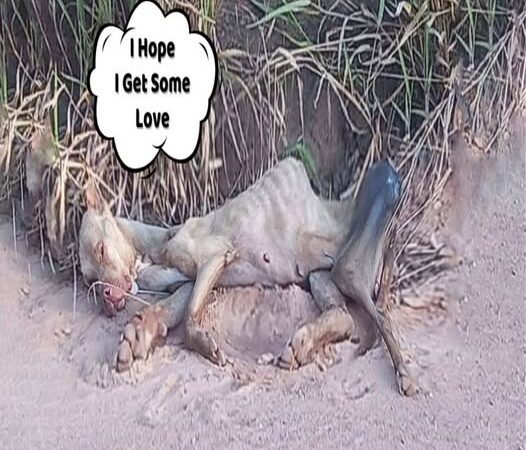 Behind the dogs in the pictures below are touching stories that brought me to tears, I think when you see it you will too…17