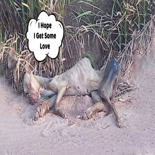 Behind the dogs in the pictures below are touching stories that brought me to tears, I think when you see it you will too…17