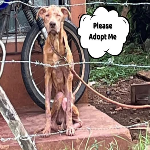Behind the dogs in the pictures below are touching stories that brought me to tears, I think when you see it you will too…12