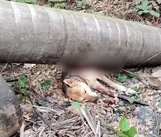 Behind the dogs in the pictures below are touching stories that brought me to tears, I think when you see it you will too…16