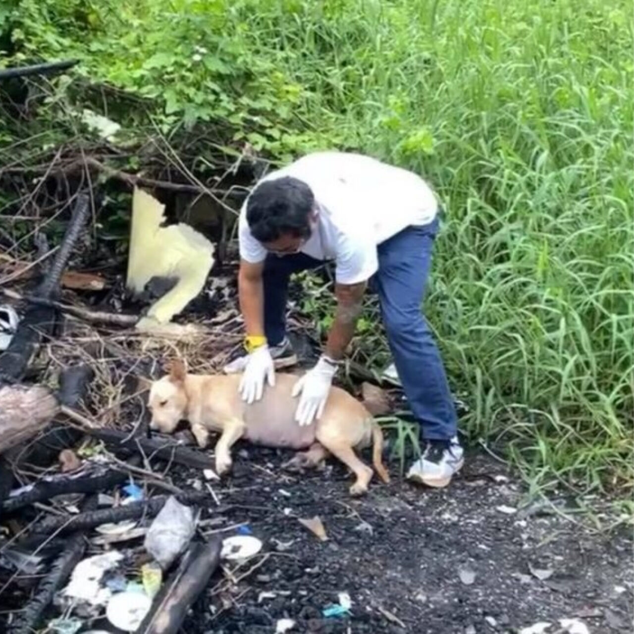 These Pictures Show More Than Dogs—They Show Miracles