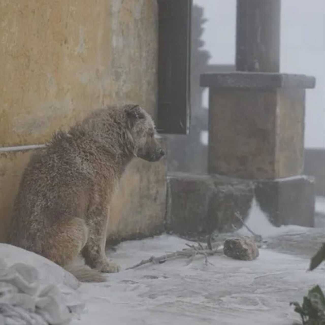 The Truth Behind These Dogs Will Shatter Your Heart