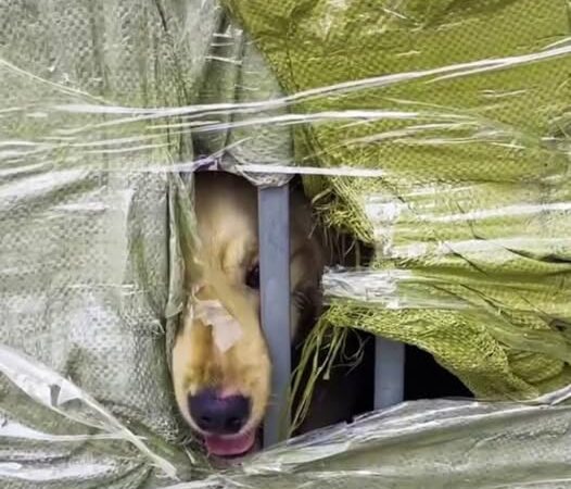 Behind the dogs in the pictures below are touching stories that brought me to tears, I think when you see it you will too…10
