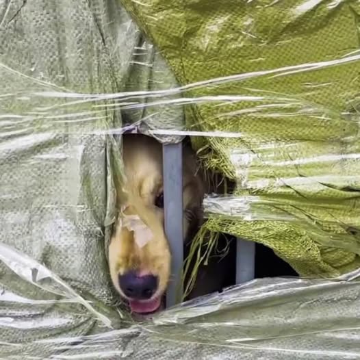 Behind the dogs in the pictures below are touching stories that brought me to tears, I think when you see it you will too…10