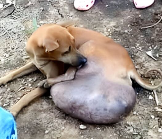 Behind the dogs in the pictures below are touching stories that brought me to tears, I think when you see it you will too…11