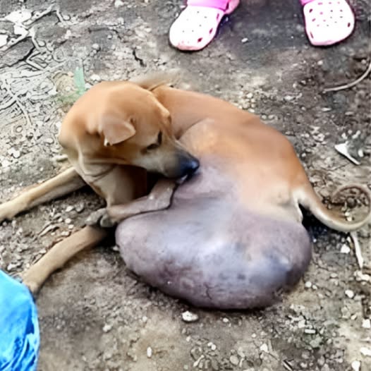 Behind the dogs in the pictures below are touching stories that brought me to tears, I think when you see it you will too…11