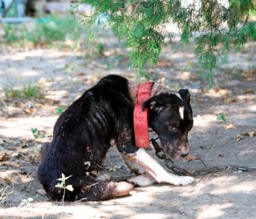 Behind the dogs in the pictures below are touching stories that brought me to tears, I think when you see it you will too..4