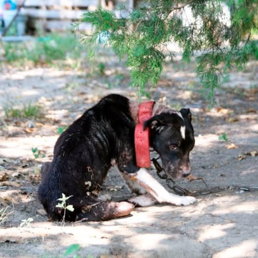 Behind the dogs in the pictures below are touching stories that brought me to tears, I think when you see it you will too..4