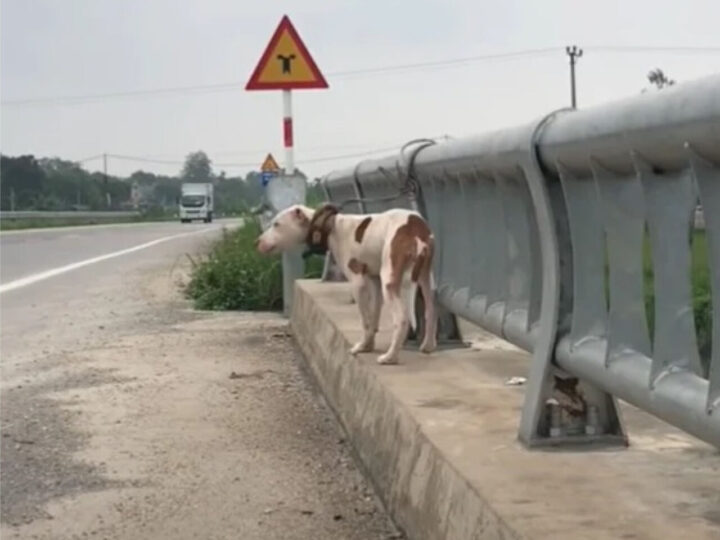 What These Dogs Have Been Through Will Break Your Heart