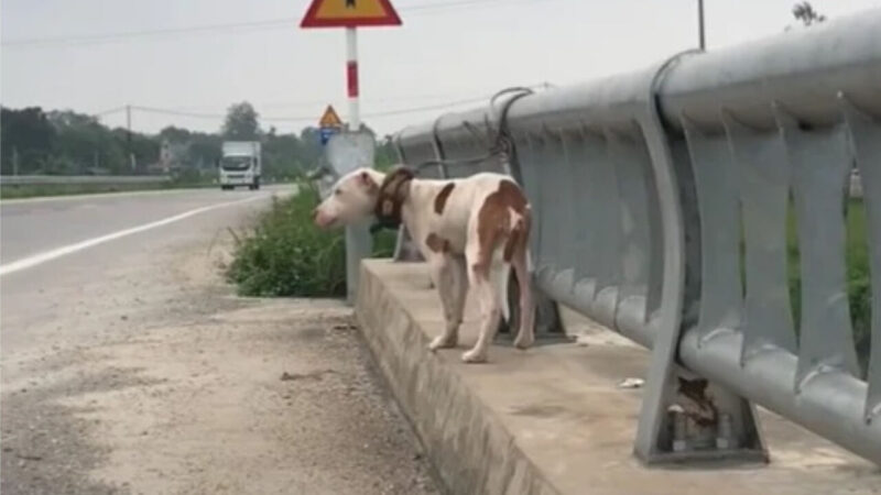 What These Dogs Have Been Through Will Break Your Heart