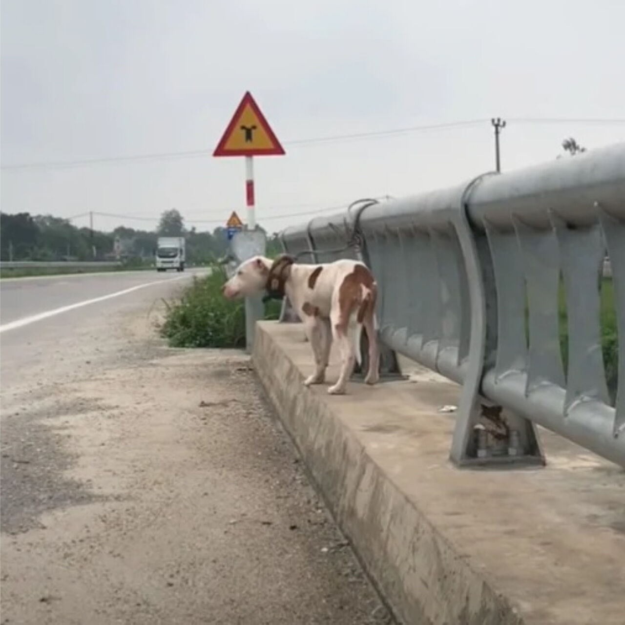 What These Dogs Have Been Through Will Break Your Heart