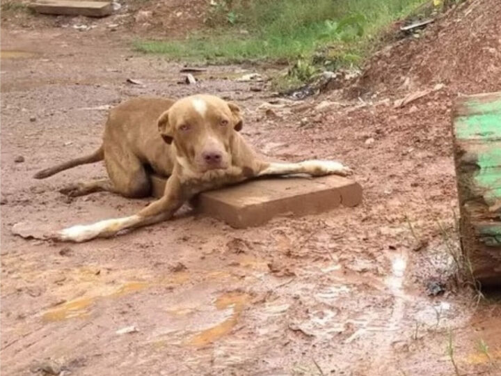 The Stories Behind These Dogs Are So Emotional, You Might Cry Too