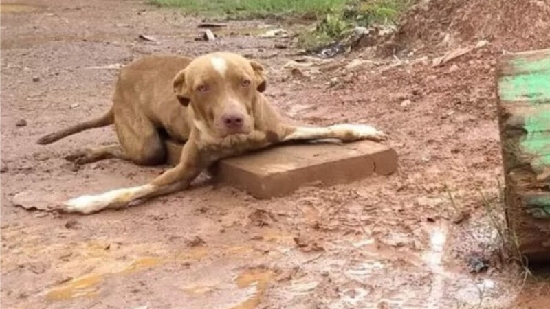 The Stories Behind These Dogs Are So Emotional, You Might Cry Too
