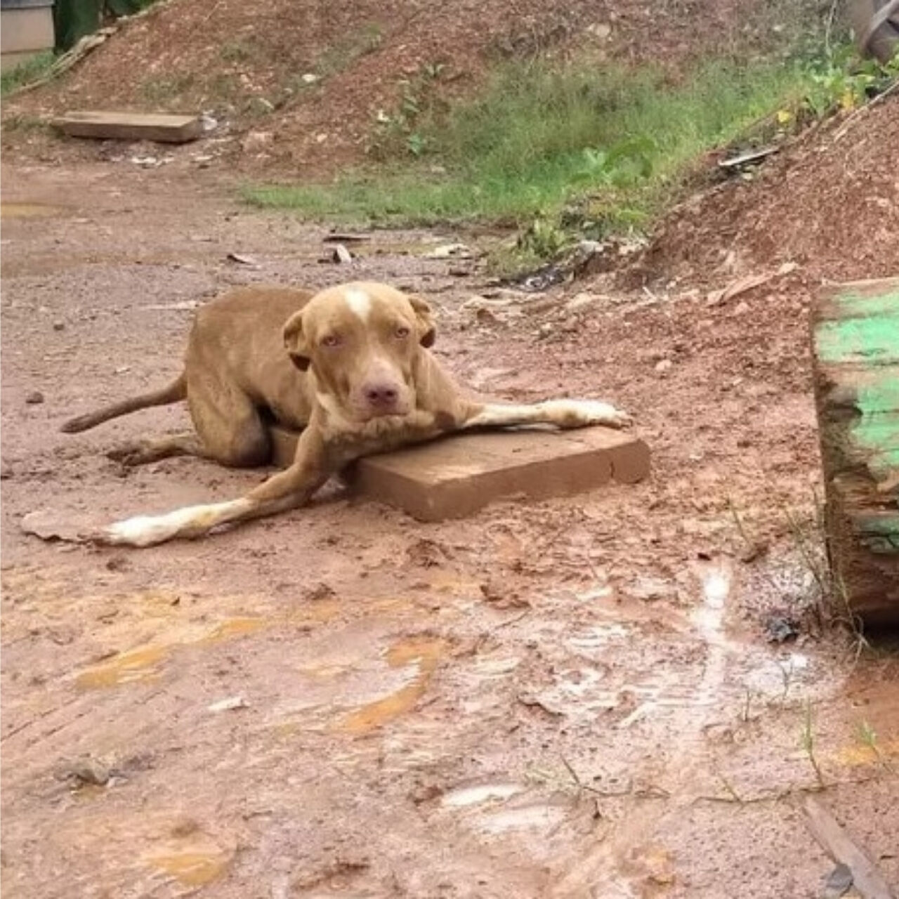 The Stories Behind These Dogs Are So Emotional, You Might Cry Too