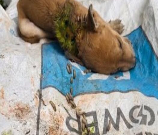 Behind the dogs in the pictures below are touching stories that brought me to tears, I think when you see it you will too…7