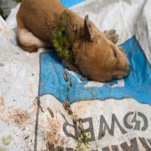 Behind the dogs in the pictures below are touching stories that brought me to tears, I think when you see it you will too…7