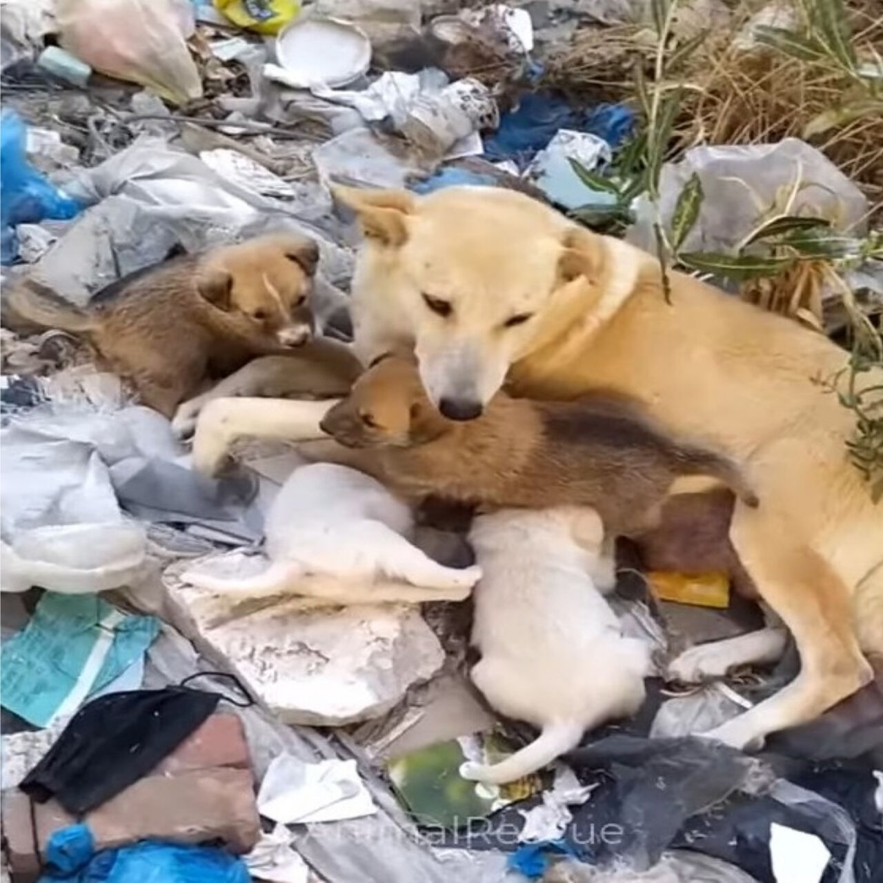 Their Eyes Say It All – Stories That Will Stay with You Forever
