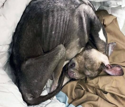 Behind the dogs in the pictures below are touching stories that brought me to tears, I think when you see it you will too..2