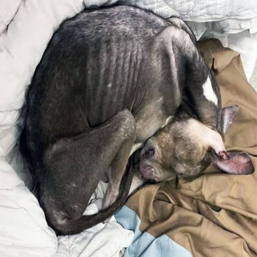 Behind the dogs in the pictures below are touching stories that brought me to tears, I think when you see it you will too..2