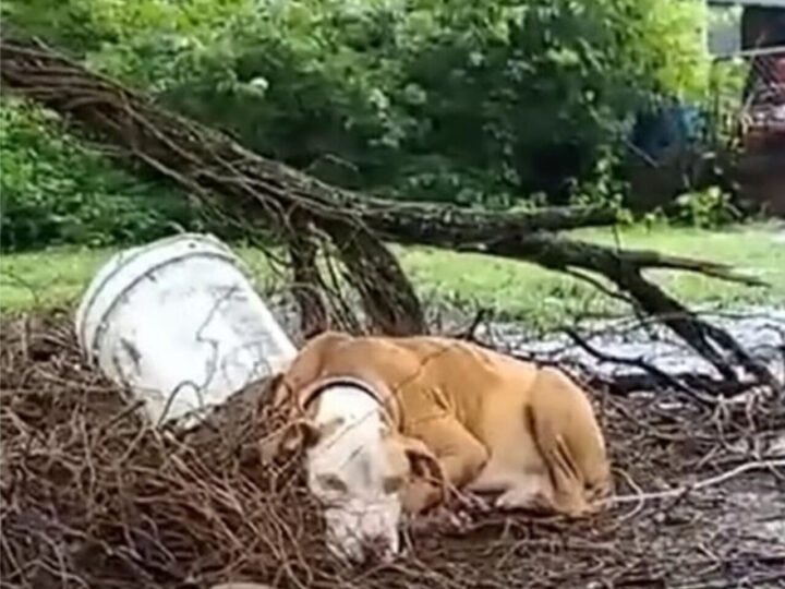 These Dogs Hold Heartbreaking Stories That Will Leave You in Tears