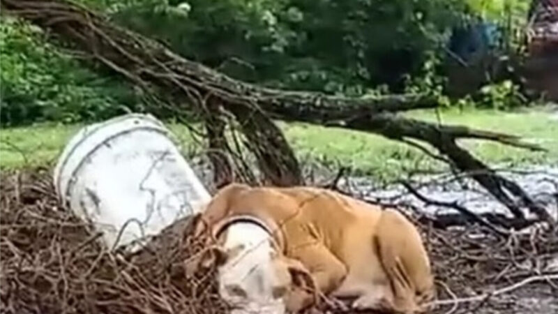These Dogs Hold Heartbreaking Stories That Will Leave You in Tears