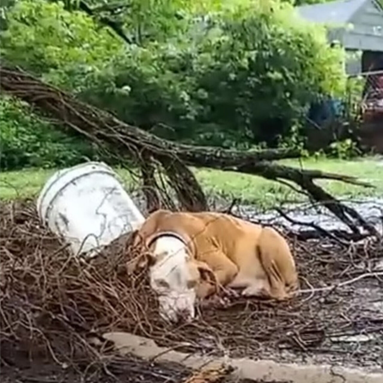 These Dogs Hold Heartbreaking Stories That Will Leave You in Tears