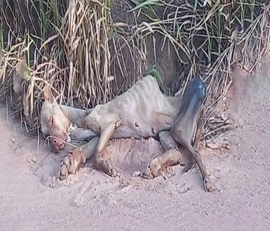 Dogs with heartwarming stories around the world that make anyone who sees them cry