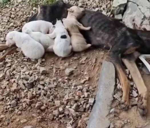 Dogs with heartwarming stories around the world that make anyone who sees them cry..b