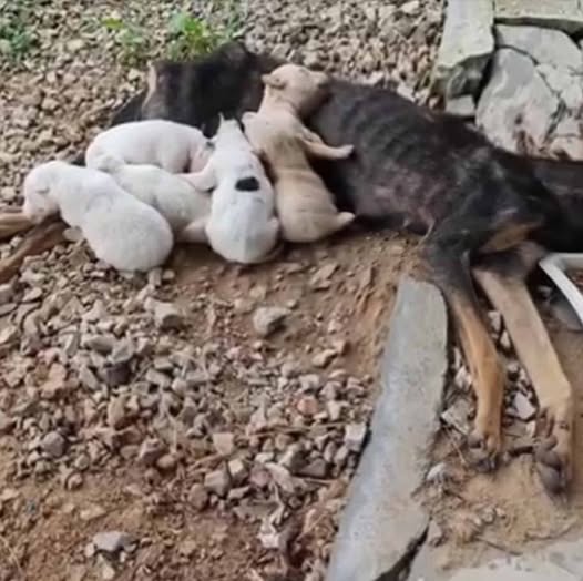 Dogs with heartwarming stories around the world that make anyone who sees them cry..b