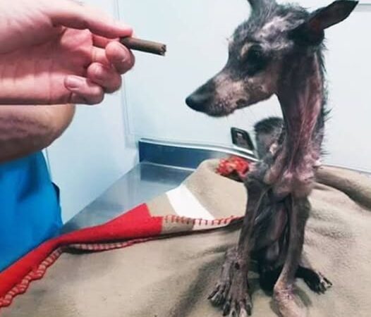 Behind the dogs in the pictures below are touching stories that brought me to tears, I think when you see it you will too..6