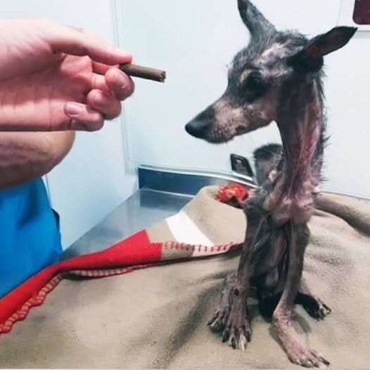 Behind the dogs in the pictures below are touching stories that brought me to tears, I think when you see it you will too..6