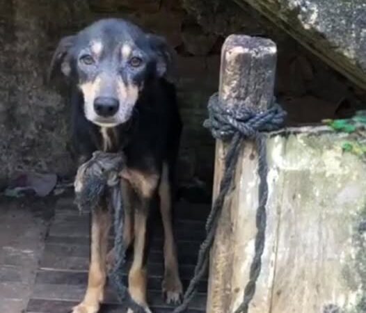 Behind the dogs in the pictures below are touching stories that brought me to tears, I think when you see it you will too..1