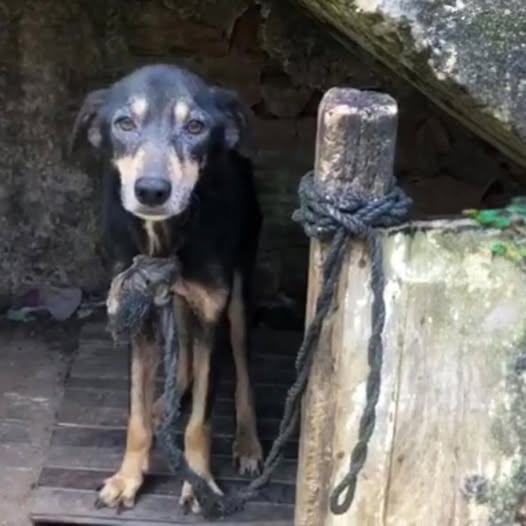 Behind the dogs in the pictures below are touching stories that brought me to tears, I think when you see it you will too..1
