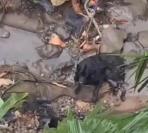 Behind the dogs in the pictures below are touching stories that brought me to tears, I think when you see it you will too.