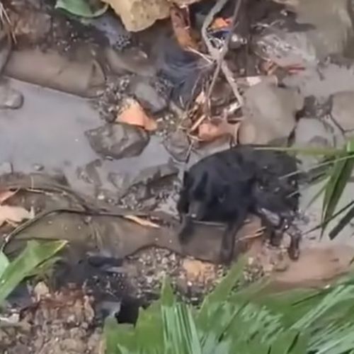 Behind the dogs in the pictures below are touching stories that brought me to tears, I think when you see it you will too.