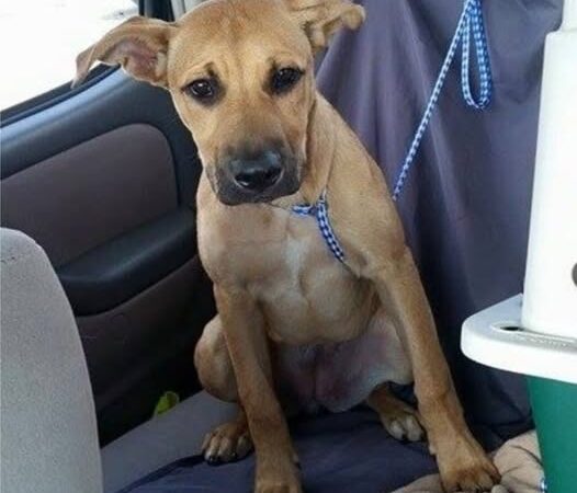 Behind the dogs in the pictures below are touching stories that brought me to tears, I think when you see it you will too…13